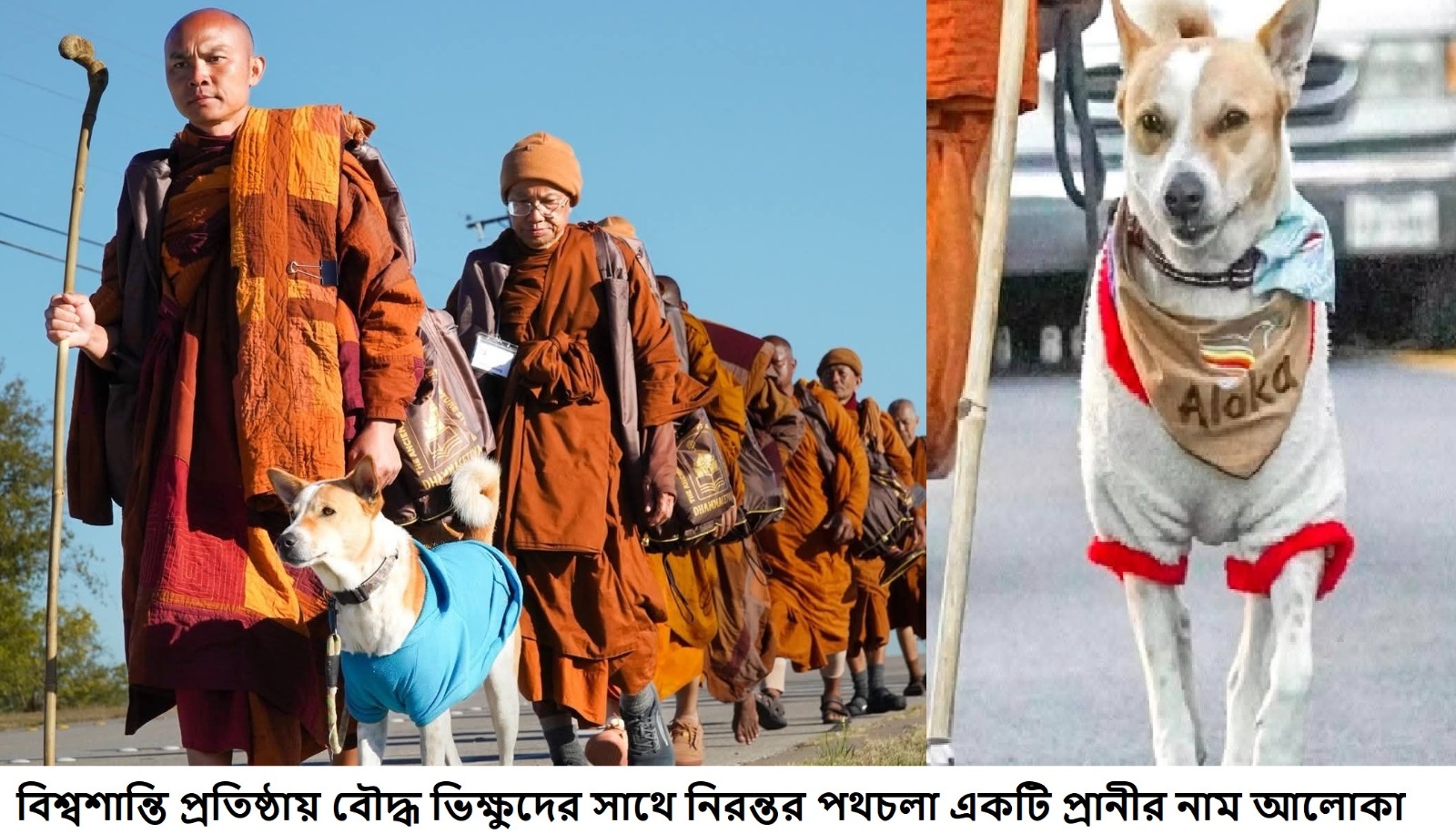 বিশ্বশান্তি প্রতিষ্ঠায় বৌদ্ধ ভিক্ষুদের সাথে নিরন্তর পথচলা একটি প্রানীর নাম আলোকা 
