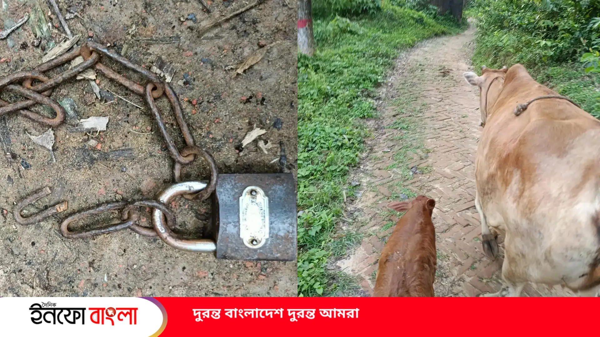 রাউজানের কদলপুরে গরু চুরি