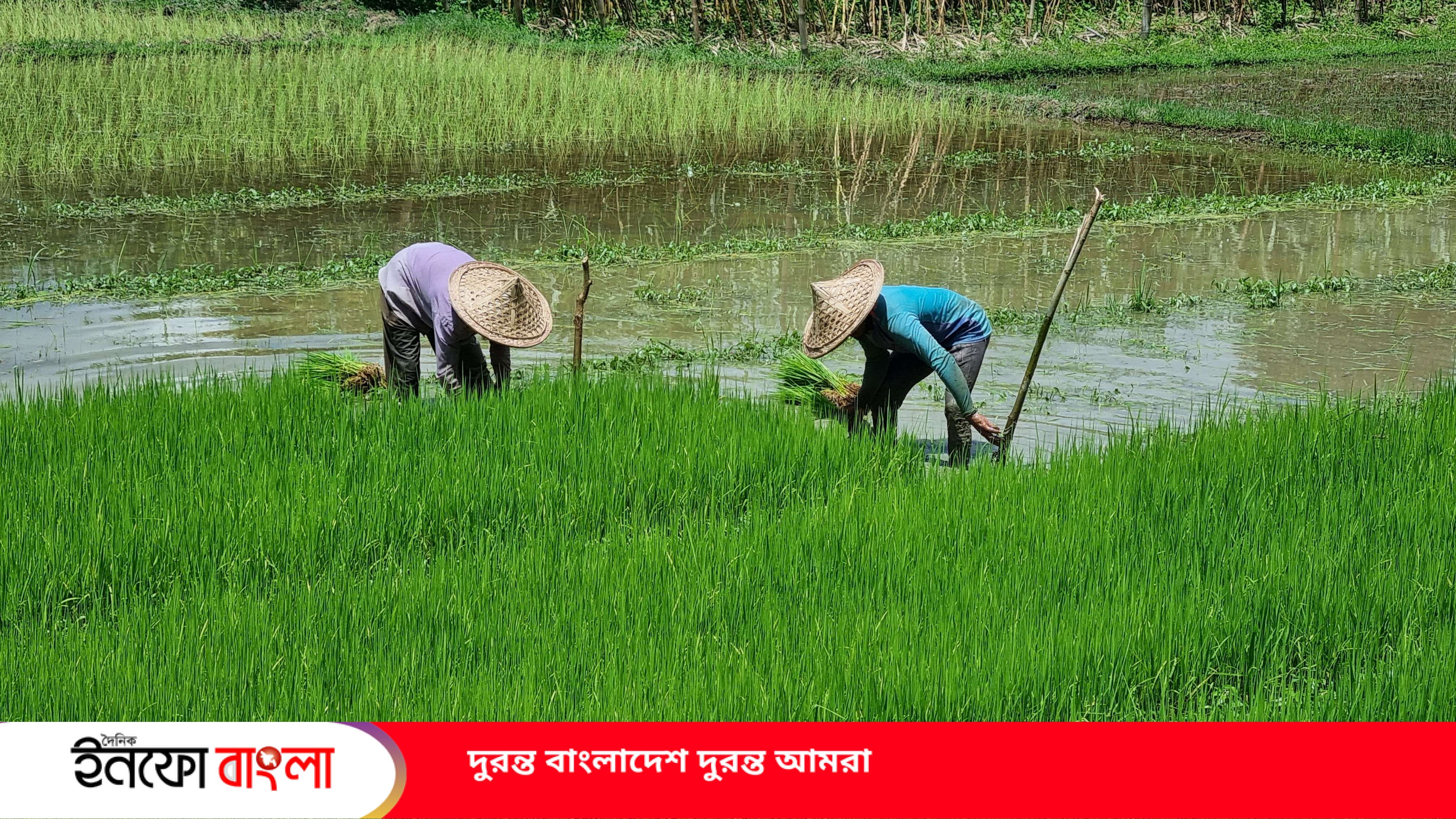 মাথাল মাথায় এখনো মাঠে নামে বাংলার কৃষক